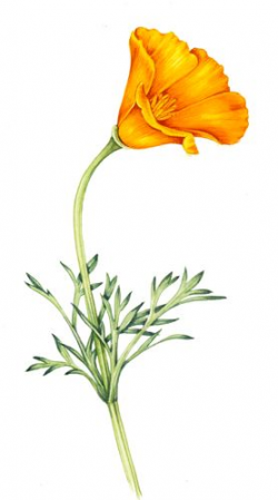 california poppy clipart - Google Search | drawing | Pinterest ...
