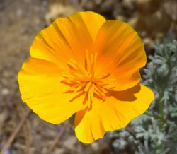California Poppy (State Flower) by ShipperTrish on DeviantArt