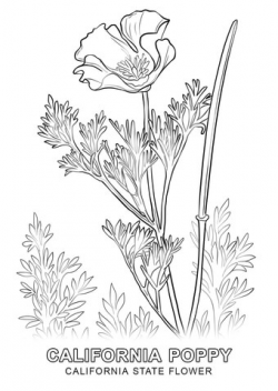 California State Flower coloring page | Free Printable Coloring Pages