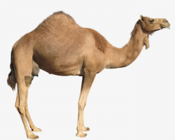 Camel, Animal, Camel Clipart PNG Image and Clipart for Free Download