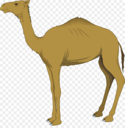 Bactrian camel Dromedary Clip art - Moroccan Camel Cliparts png ...