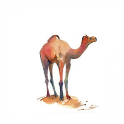 Camel Art | Fine Art America