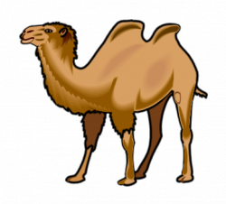 SMART Exchange - USA - Bactrian camel