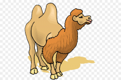 Bactrian camel Clip art - camel clipart png download - 600*600 ...