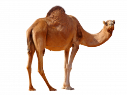 Camel PNG image, free camel png pictures