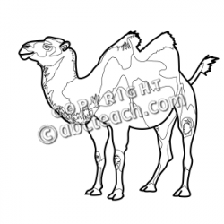 Clip Art: Bactrian Camel B&W | Clipart Panda - Free Clipart Images