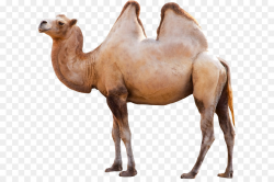 Dromedary Bactrian camel Clip art - camel png download - 651*596 ...