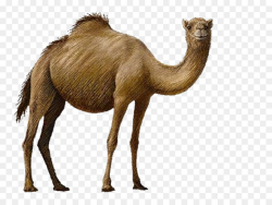 Bactrian camel Clip art - camel png download - 828*675 - Free ...
