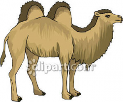 Bactrian Camel - Royalty Free Clipart Picture
