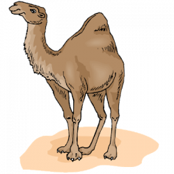 Funny Camel Clipart - Funny Camel Pictures