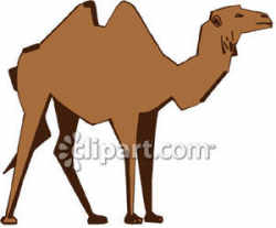 Brown Bactrian Camel | Clipart Panda - Free Clipart Images