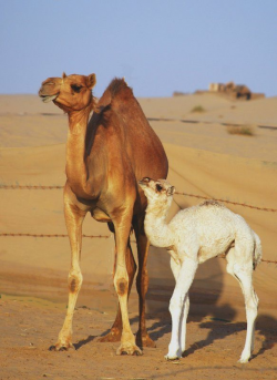 146 best Camels images on Pinterest | Camels, Camel and Deserts