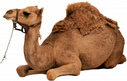 Clipart Png Download Camel #37110 - Free Icons and PNG Backgrounds