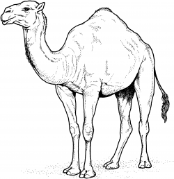 Free Printable Camel Coloring Pages For Kids | Camels, Disney colors ...