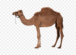 Dromedario, el camello Bactriano Clip art - Camello con silla de ...