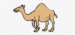 Dromedario, el camello Bactriano Dibujo Clip art - camello Formatos ...