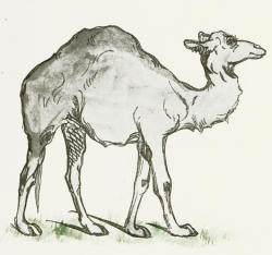 Camel Drawing - ReusableArt.com