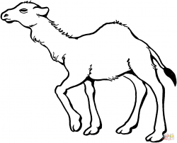 Young Dromedary Camel coloring page | Free Printable Coloring Pages