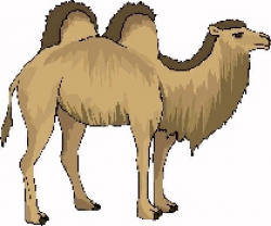 Camels | edHelper.com