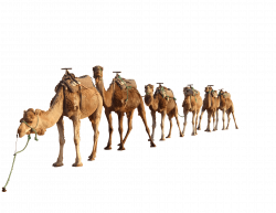 Camel Group transparent PNG - StickPNG