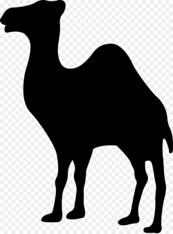 Dromedary Camel Logo - camels png download - 3700*5000 - Free ...