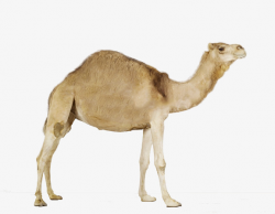 Dromedary, Camel, Lovely, Unimodal PNG Image and Clipart for Free ...