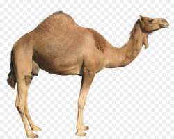 camel png clipart Dromedary Bactrian camel clipart ...