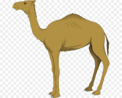 camel clip art clipart Dromedary Bactrian camel Clip art ...
