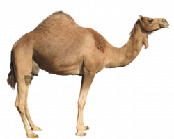 Camel | Free Images at Clker.com - vector clip art online, royalty ...