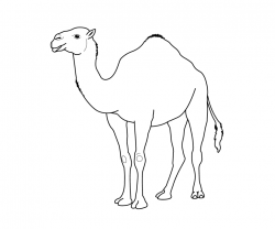 Camel Clipart Coloring Pencil And In Color Inside Pages - isolution.me