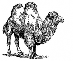 Amazon.com: LAMINATED POSTER Camel Clipart Illustration ...
