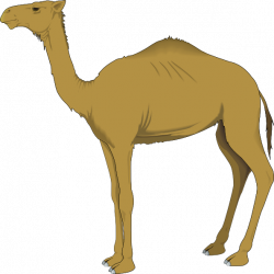 Camel Free Clipart
