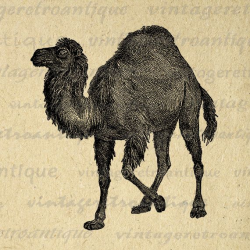 Digital Graphic Camel Printable Image Download Artwork Vintage Clip ...