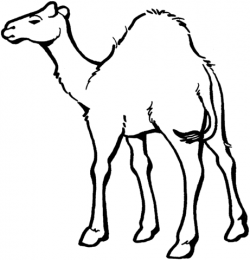 Dromedary Camel 5 coloring page | Free Printable Coloring Pages