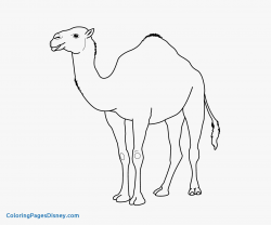 Camel Coloring Pages For Kids | Printable Coloring Page For Kids