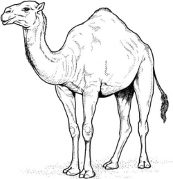 Arabian Camel coloring page | Free Printable Coloring Pages