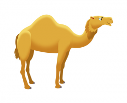 Camel clipart she - Pencil and in color camel clipart she