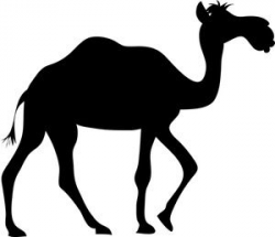 Cartoon Camel Drawing at GetDrawings.com | Free for personal use ...