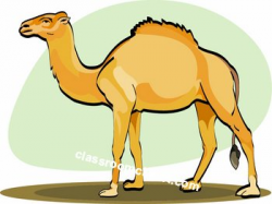 Geico Camel Free Clipart