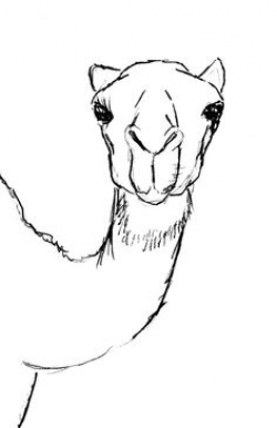 Today's tutorial will be how to draw a camel. We are going to be ...