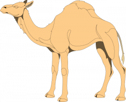 Camel Clip Art at Clker.com - vector clip art online, royalty free ...