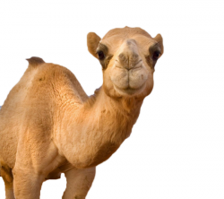 Camel In Your Face | Free Images at Clker.com - vector clip art ...