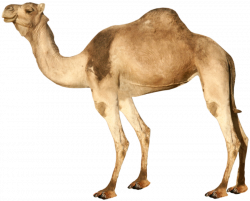Camel PNG in High Resolution | Web Icons PNG