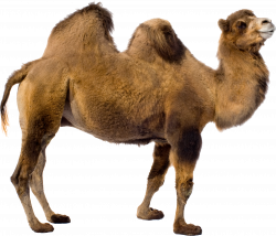 Camel PNG Clipart | Web Icons PNG