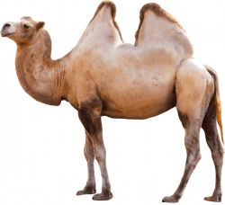 Camel transparent PNG - StickPNG