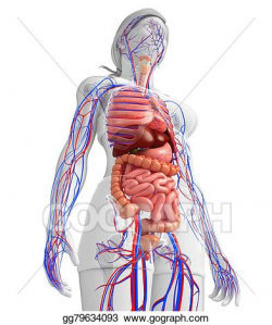 Drawing - Digestive and circulatory system of female body. Clipart ...