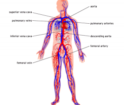 Printable Circulatory System Anatomy - Bing Images | health ...