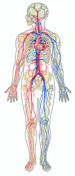 circulatory system diagram black and white - Google Search ...