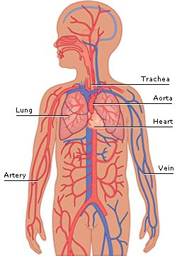 16 best Respiratory & circulatory system images on Pinterest ...