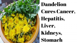 ✍✍Dandelion Cures Cancer, Hepatitis, Liver, Kidneys, Stomach - YouTube